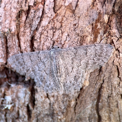 Crypsiphona ocultaria (Red-lined Looper Moth) at Holder, ACT - 28 Oct 2024 by Hejor1