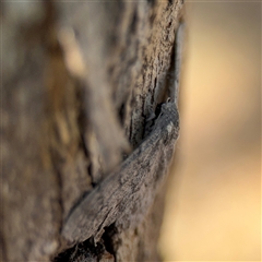 Crypsiphona ocultaria at Holder, ACT - 28 Oct 2024