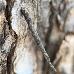 Conoeca or Lepidoscia (genera) IMMATURE (Unidentified Cone Case Moth larva, pupa, or case) at Holder, ACT - 28 Oct 2024 by Hejor1