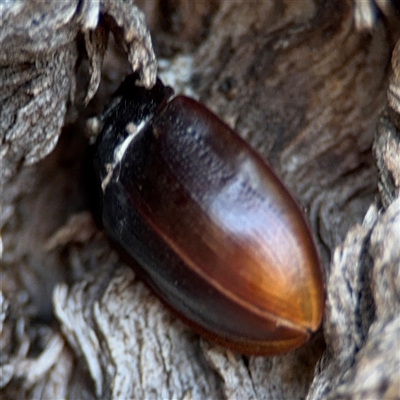 Pterohelaeus piceus (Pie-dish beetle) at Holder, ACT - 28 Oct 2024 by Hejor1