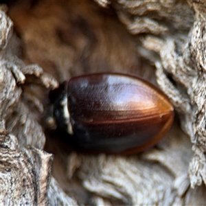 Pterohelaeus piceus at Holder, ACT - 28 Oct 2024 03:33 PM