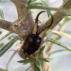 Forficula auricularia (European Earwig) at Holder, ACT - 28 Oct 2024 by Hejor1