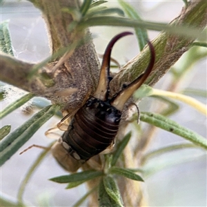 Forficula auricularia at Holder, ACT - 28 Oct 2024