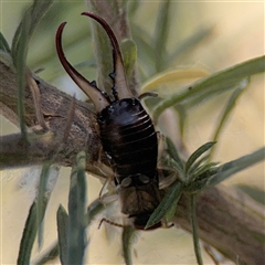 Forficula auricularia at Holder, ACT - 28 Oct 2024