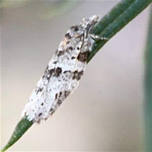 Isotenes miserana at Holder, ACT - 28 Oct 2024 03:47 PM