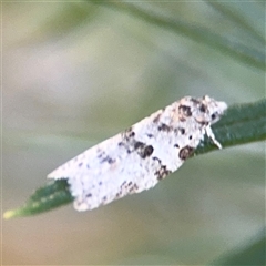 Isotenes miserana at Holder, ACT - 28 Oct 2024