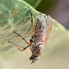 Anabarhynchus sp. (genus) (Stiletto Fly (Sub-family Therevinae)) at Holder, ACT - 28 Oct 2024 by Hejor1