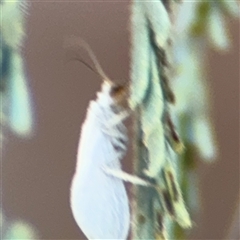 Coniopterygidae (family) (Dusty lacewing or Dustywing) at Holder, ACT - 28 Oct 2024 by Hejor1