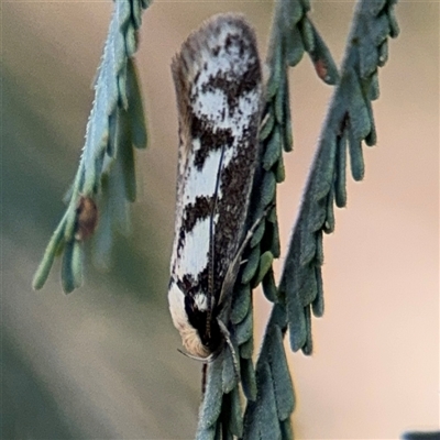 Eusemocosma pruinosa (Philobota Group Concealer Moth) at Holder, ACT - 28 Oct 2024 by Hejor1