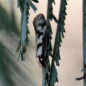 Eusemocosma pruinosa at Holder, ACT - 28 Oct 2024