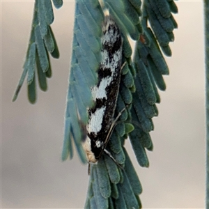 Eusemocosma pruinosa at Holder, ACT - 28 Oct 2024