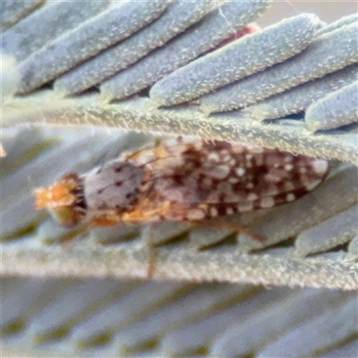 Austrotephritis sp. (genus) (Fruit fly or Seed fly) at Holder, ACT - 28 Oct 2024 by Hejor1