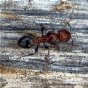 Podomyrma sp. (genus) at Holder, ACT - 28 Oct 2024 04:02 PM