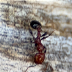 Podomyrma sp. (genus) at Holder, ACT - 28 Oct 2024 04:02 PM