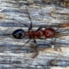 Podomyrma sp. (genus) at Holder, ACT - 28 Oct 2024 04:02 PM