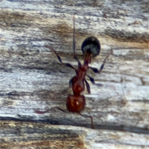 Podomyrma sp. (genus) at Holder, ACT - 28 Oct 2024 04:02 PM