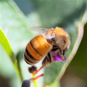 Apis mellifera at Holder, ACT - 28 Oct 2024