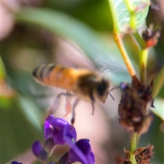 Apis mellifera at Holder, ACT - 28 Oct 2024