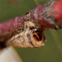 Machaerotinae sp. (subfamily) (Tube Spittlebug) at Holder, ACT - 28 Oct 2024 by Hejor1