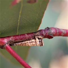 Machaerotinae sp. (family) at Holder, ACT - 28 Oct 2024