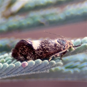 Leistomorpha brontoscopa at Holder, ACT - 28 Oct 2024 04:19 PM