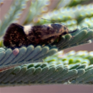 Leistomorpha brontoscopa at Holder, ACT - 28 Oct 2024 04:19 PM