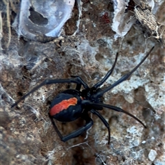 Latrodectus hasselti (Redback Spider) at Holder, ACT - 28 Oct 2024 by Hejor1