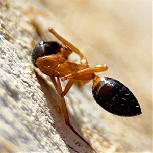 Camponotus consobrinus at Holder, ACT - 28 Oct 2024