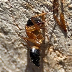 Camponotus consobrinus at Holder, ACT - 28 Oct 2024