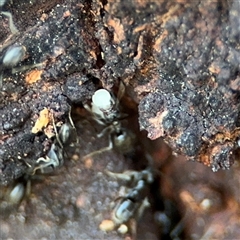 Anonychomyrma sp. (genus) at Holder, ACT - 28 Oct 2024 03:41 PM