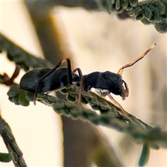 Myrmarachne (genus) (Unidentified Ant-mimic jumping spider) at Holder, ACT - 28 Oct 2024 by Hejor1