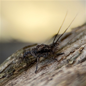 Fulgoroidea sp. (superfamily) at Holder, ACT - 28 Oct 2024