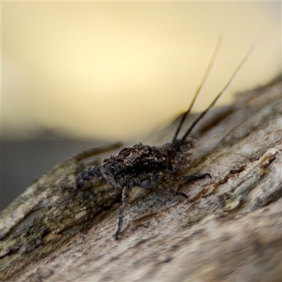 Fulgoroidea (superfamily) (Unidentified fulgoroid planthopper) at Holder, ACT - 28 Oct 2024 by Hejor1