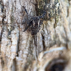 Fulgoroidea sp. (superfamily) at Holder, ACT - 28 Oct 2024