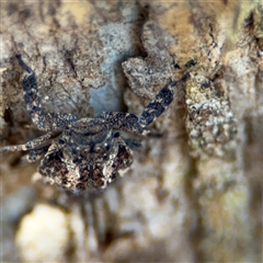 Fulgoroidea sp. (superfamily) at Holder, ACT - 28 Oct 2024