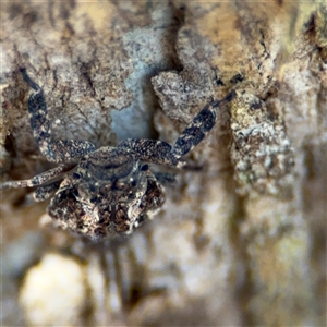 Fulgoroidea sp. (superfamily) at Holder, ACT - 28 Oct 2024