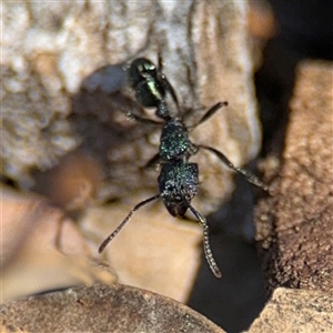 Rhytidoponera metallica at Holder, ACT - 28 Oct 2024