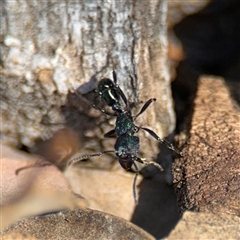 Rhytidoponera metallica at Holder, ACT - 28 Oct 2024 03:37 PM