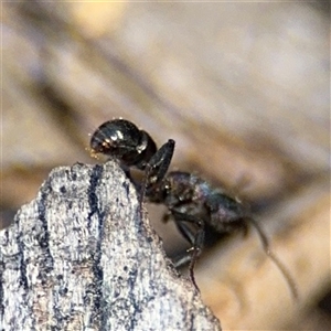 Rhytidoponera metallica at Holder, ACT - 28 Oct 2024