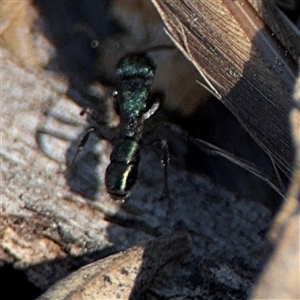 Rhytidoponera metallica at Holder, ACT - 28 Oct 2024