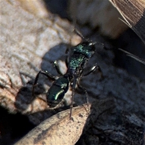 Rhytidoponera metallica at Holder, ACT - 28 Oct 2024 03:37 PM