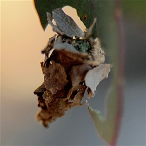 Psychidae (family) IMMATURE at Holder, ACT - 28 Oct 2024 02:44 PM