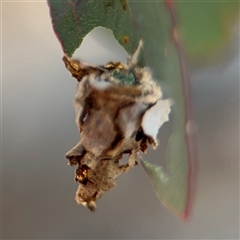 Psychidae (family) IMMATURE at Holder, ACT - 28 Oct 2024 02:44 PM