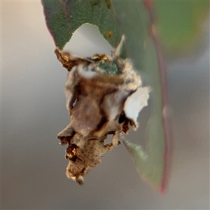 Psychidae (family) IMMATURE at Holder, ACT - 28 Oct 2024 02:44 PM