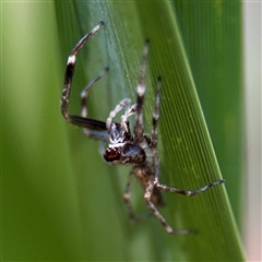 Helpis minitabunda (Threatening jumping spider) at Holder, ACT - 28 Oct 2024 by Hejor1