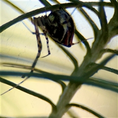 Theridion pyramidale (Tangle-web spider) at Holder, ACT - 28 Oct 2024 by Hejor1