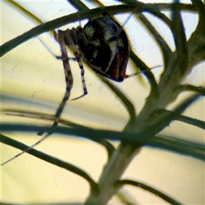 Theridion pyramidale at Holder, ACT - 28 Oct 2024 04:10 PM