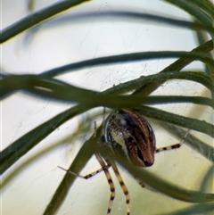 Theridion pyramidale at Holder, ACT - 28 Oct 2024