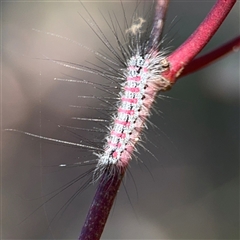 Anestia (genus) (A tiger moth) at Holder, ACT - 28 Oct 2024 by Hejor1