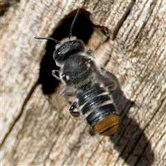 Megachile heliophila at Holder, ACT - 28 Oct 2024 by Hejor1